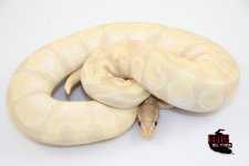 16SuperBananaEnchiMale-1100g.jpg