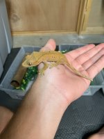 10g bicolor red*july.jpg