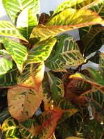 Green Anoles (1).jpg