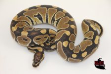 19ScalelessHead100%HetUltramelMale-500g.jpg