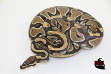 19ScalelessHead100%HetUltramelFemale-650g.jpg
