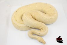 15BananaPinstripeFemale-3000g.jpg