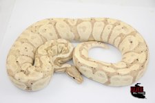 15BananaFireFemale-1900g.jpg