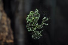 DSC_0168.jpg