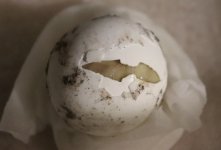 ivoryhatchling_18Mar2020.jpg