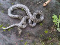 Speckled adult.jpg