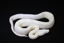 Snow Colombian Boa.jpg