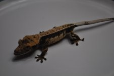 DSC_0170.jpg