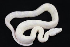 Snow Colombian Boa 2.jpg