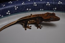 DSC_0224.jpg