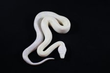 Snow Colombian Boa 3.jpg