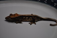 DSC_0249.jpg