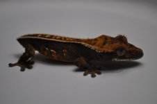 DSC_0202.jpg