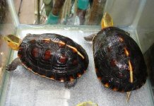 cuora aurocapitata 8.jpg