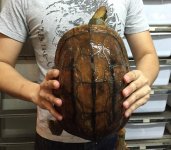 Cuora Cyclornata female! 1.jpg