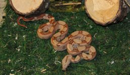 IMG_9697.jpg