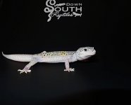 Speck.jpg