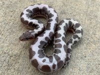 anerysandboa.jpg