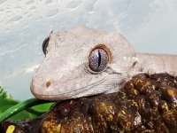 #GR12129 Head - Copy.jpg