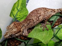 Male #12129 21g dark phase - Copy.jpg