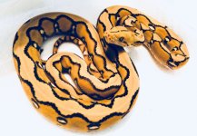 0.1 2019 Sunfire Indonesian Caramel.jpg