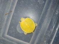 DSC_0095.JPG