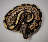Cinnamon Female 1.jpg