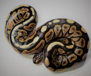Cinnamon Female 2.jpg