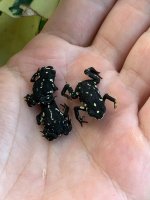 bumblebeetoads.jpg