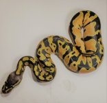 Pastel Female 2020.jpg