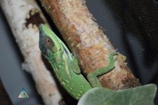 anolis_smallwoodi.jpg