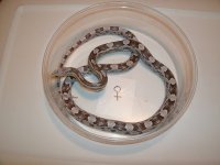Blue Ice Ghost Cornsnake female resize.jpg