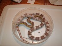 Blue Ice Ghost Cornsnake het Snow adult male resize.jpg