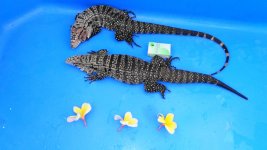 bw pair red tail male hw ac.jpg