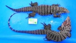 bw pair red tail male hw ab.jpg