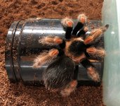 5 inch male Brachypelma baumgarteni.jpg