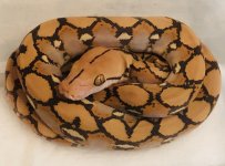 0.1 2020 Dwarf Indonesian Caramel.jpg