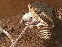 IMG_20200327_110755926.jpg
