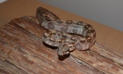 DSC_0043.jpg