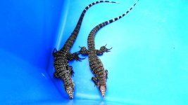 pair 66 yel hd enc5   abc.jpg
