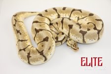 16StingerBeeFemale-1370g.jpg