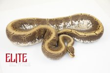 18SpinnerFemale-1170g.jpg