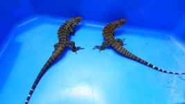 pair 66 yel hd enc5   abe.jpg