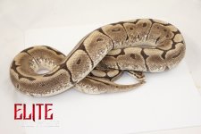 15SpiderFemale-2300g.jpg
