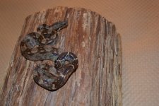 DSC_0055.jpg