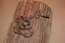 DSC_0059.jpg