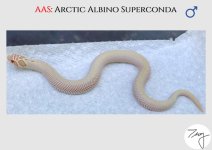 AAS (2).jpg