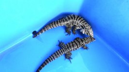 pair 31 huge male fb fem  ae.jpg