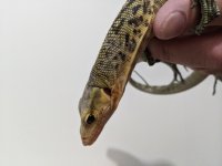 IMG_20200808_094633.jpg