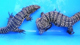 pair 31 huge male fb fem  ac.jpg